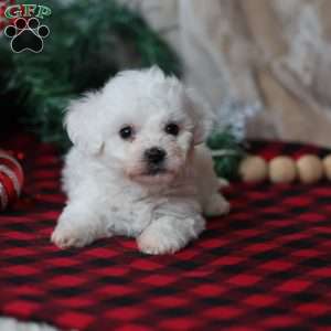 Timber, Bichon Frise Puppy